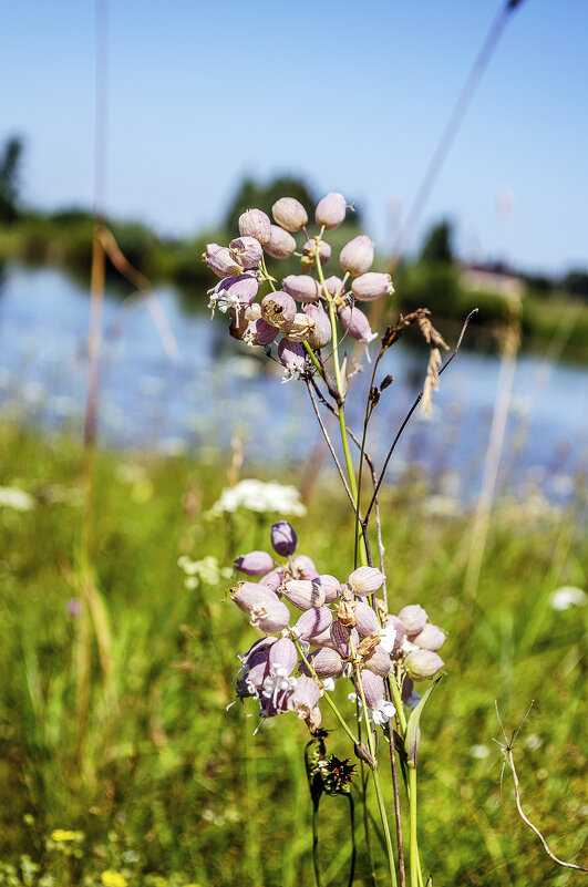 Смолевка обыкновенная - Андрей Щетинин