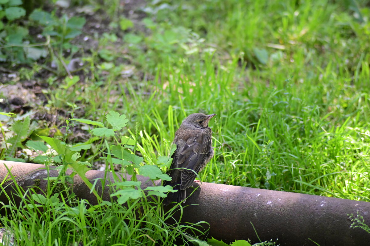 Клубничный вор - Константин Сафронов
