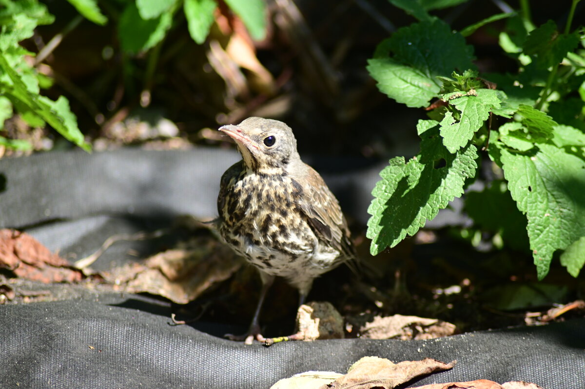 Клубничный вор - Константин Сафронов