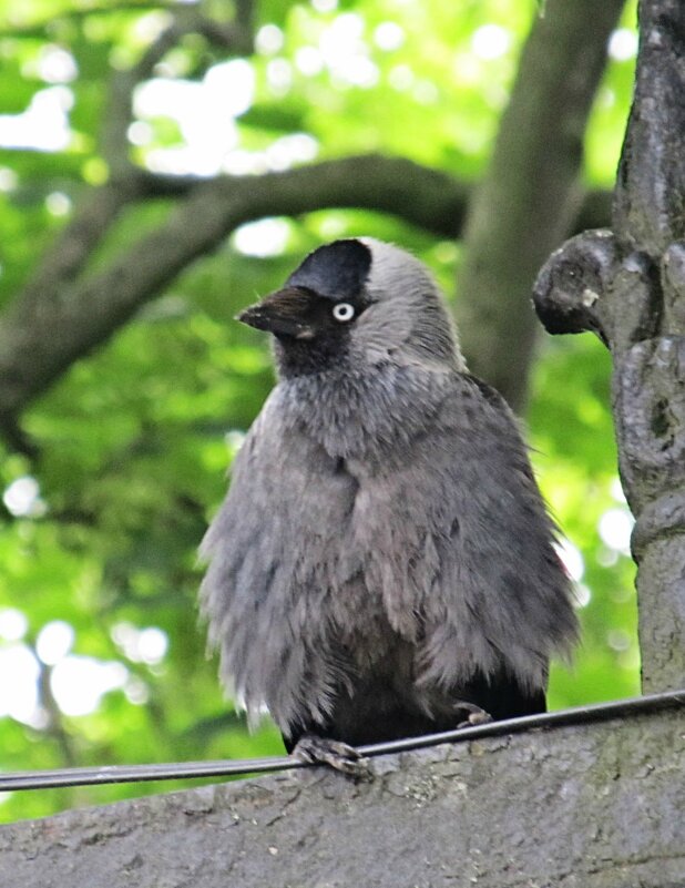 Галчонок - PRP 