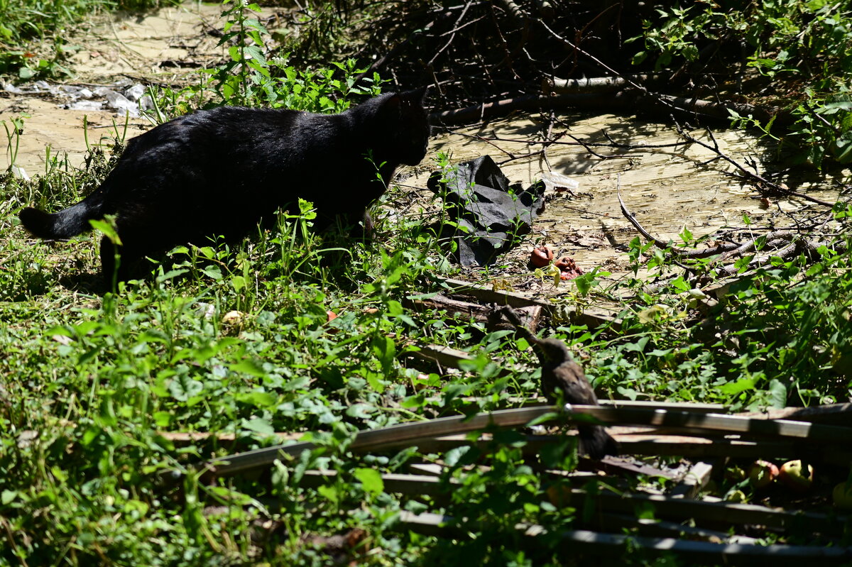 Клубничный вор - Константин Сафронов