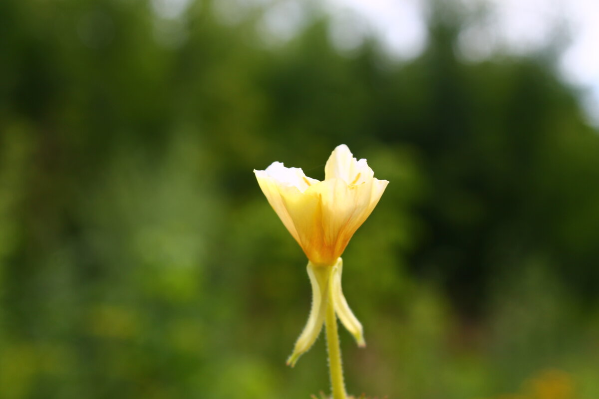 Лето - Любовь Иванова