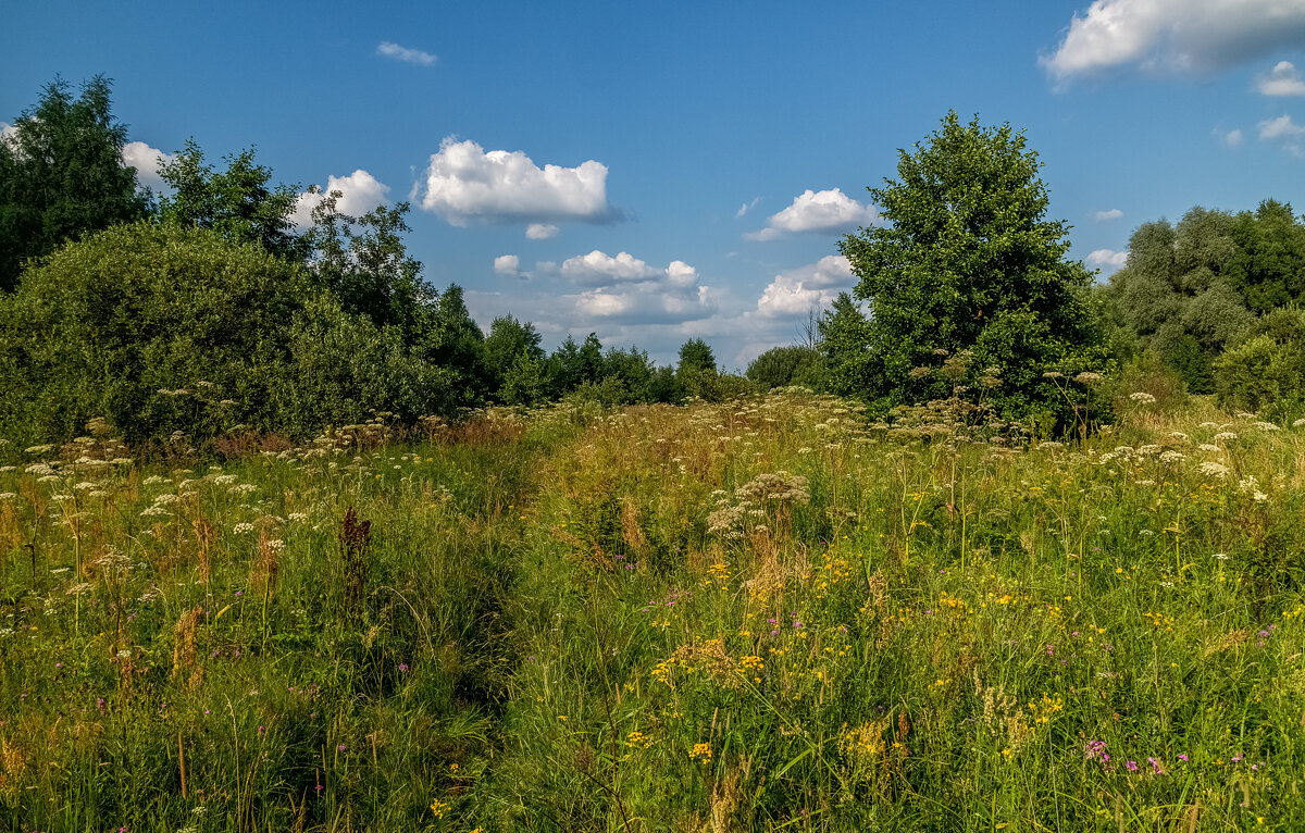 Жара июль - Андрей Дворников