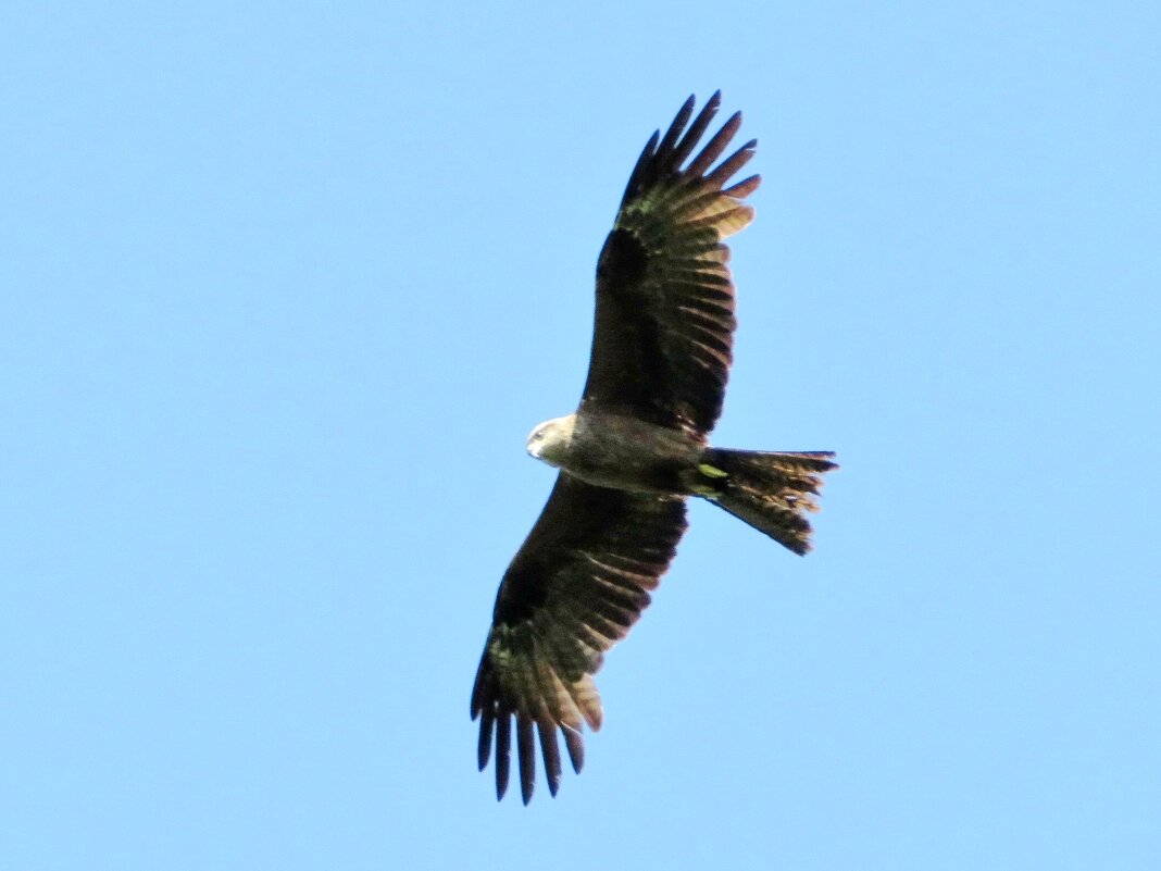 Парящий в небесах - Андрей Снегерёв