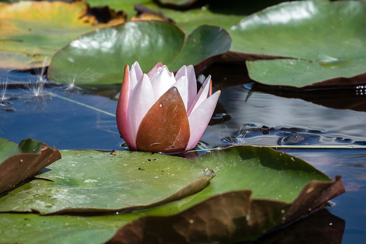 Кувшинка - VL 