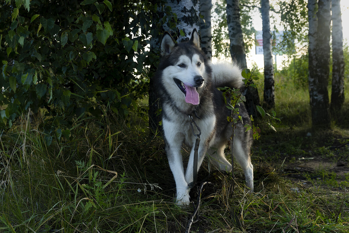 Ярик. - leff Postnov