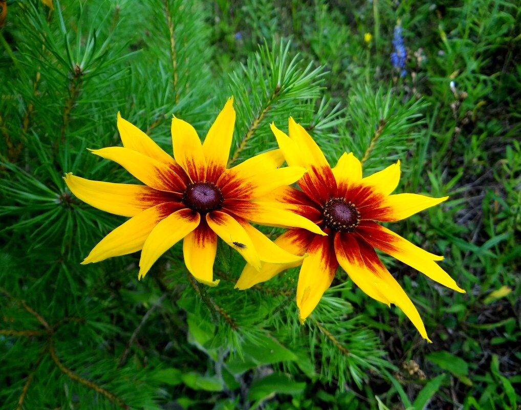 Дуэт - Антонина Гугаева