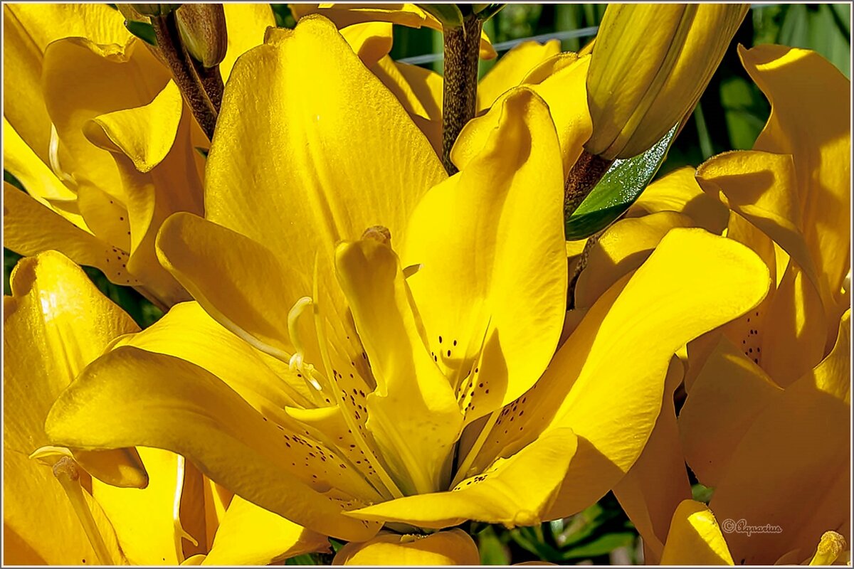 Лето яркое - Aquarius - Сергей