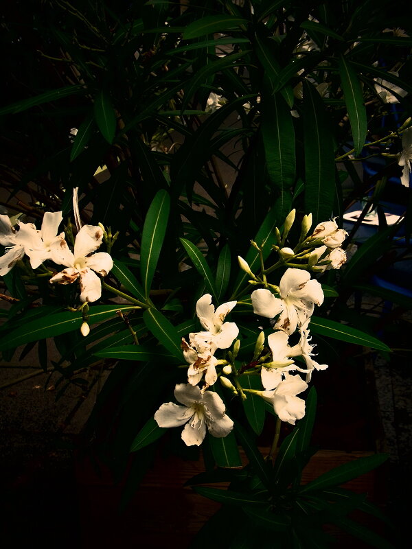 Летние этюды 67 - Алексей Кузнецов