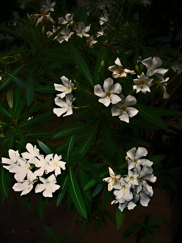 Летние этюды 69 - Алексей Кузнецов