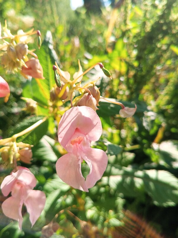 Недотрога - Сапсан 