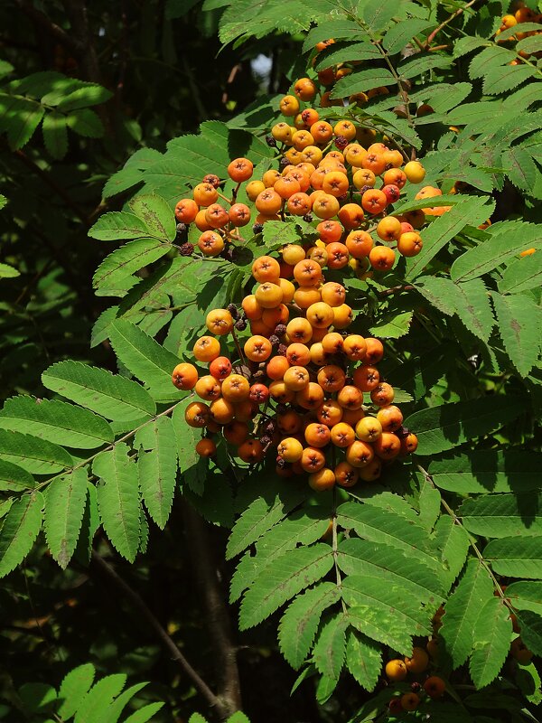 Зреет рябина - Лидия Бусурина