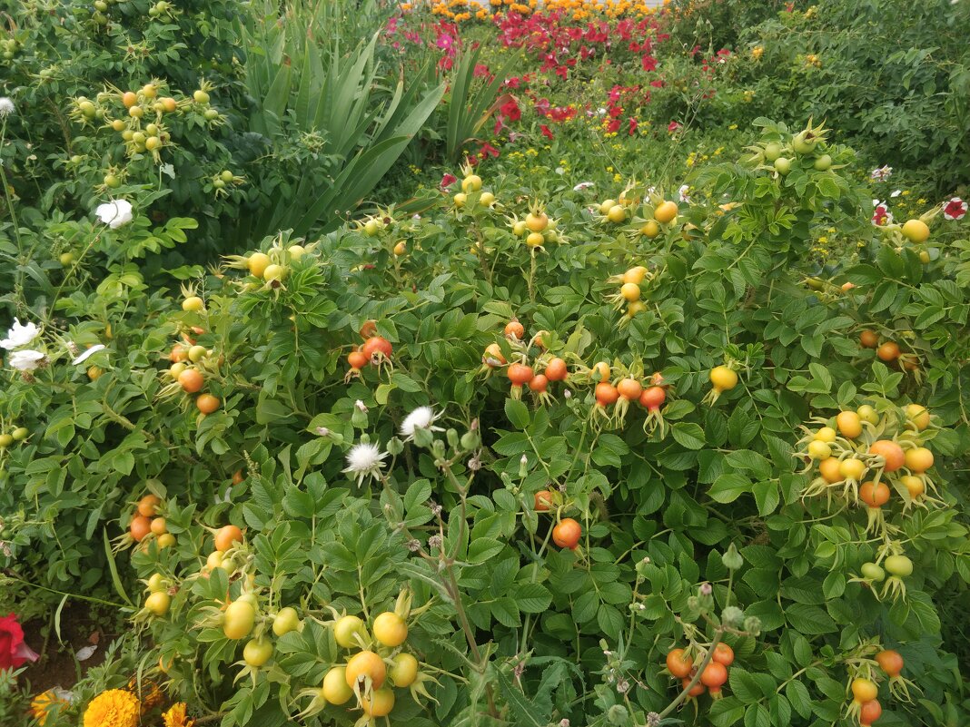 Шиповник. - Андрей Хлопонин