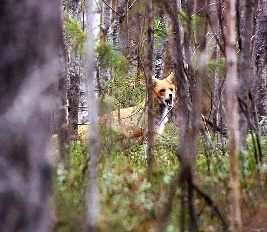 Июнь...Молодой лис тявкает на меня! - Владимир 