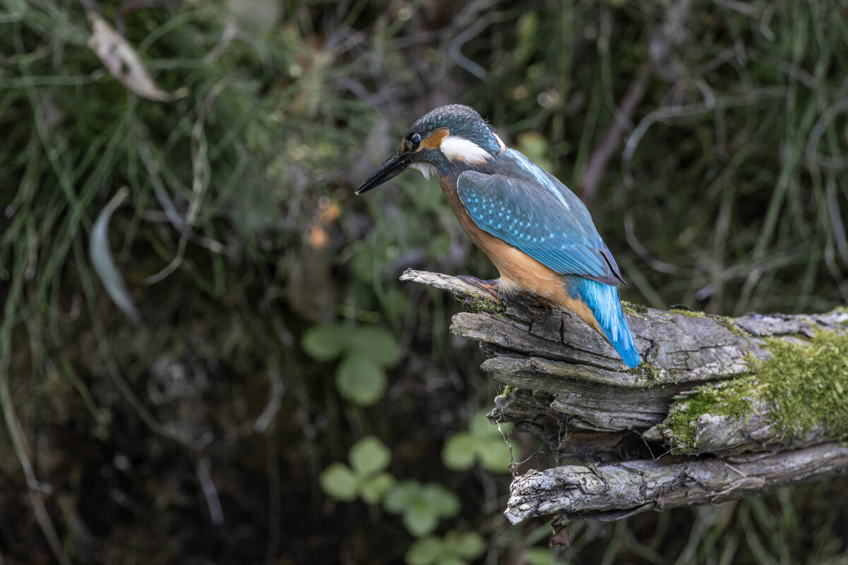зимородок. - юрий макаров