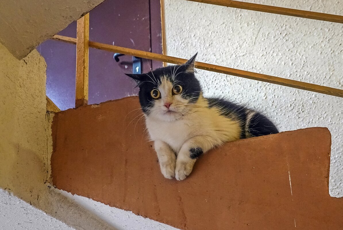 Испуганная мордаха - Валерий Иванович