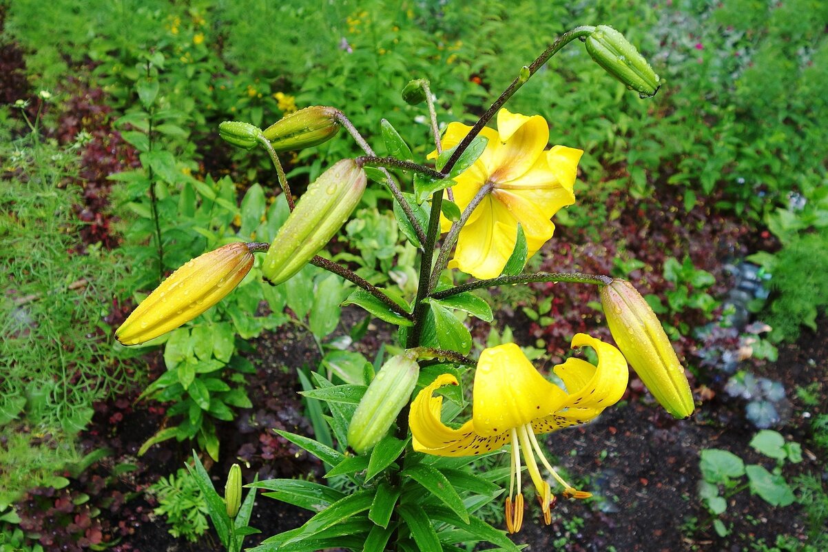 Лилия - Рита Симонова