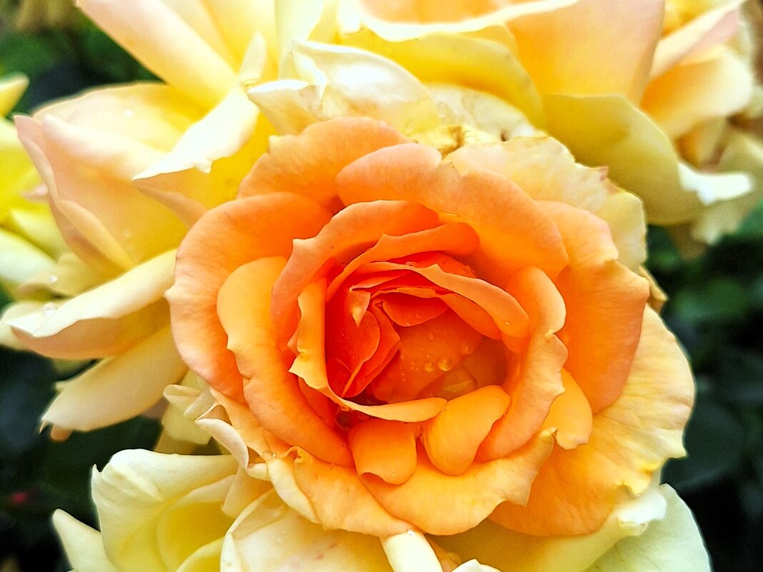 роза - Наталья 