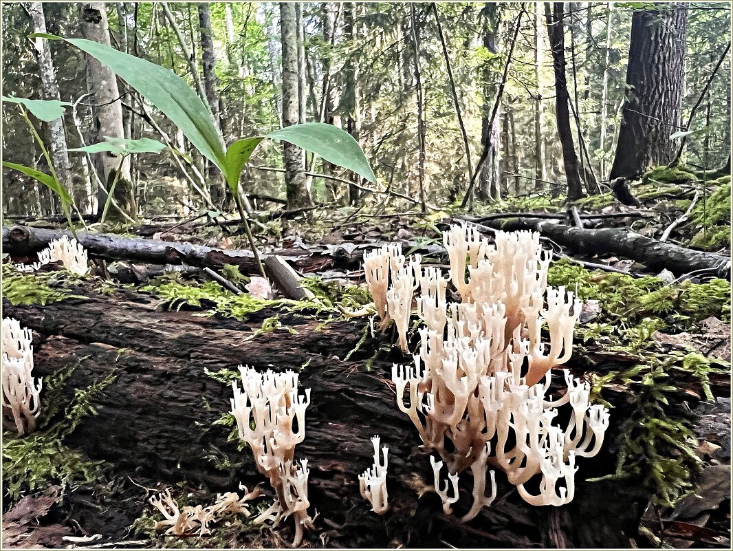 Клавикорона коробчатая. - Валерия Комова Клавикорона коробчатая. - Валерия Комова