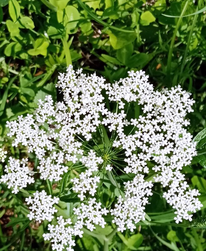 Цветы. - Владимир Драгунский Цветы. - Владимир Драгунский