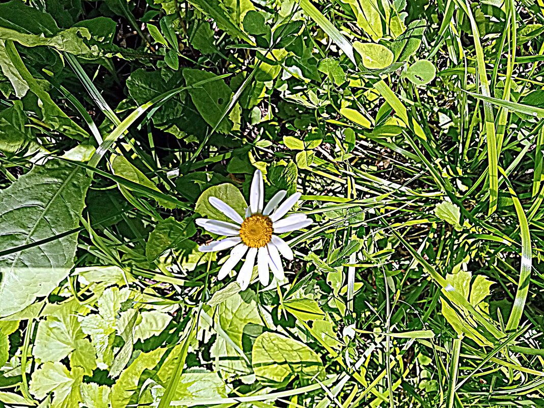 Цветы. - Владимир Драгунский