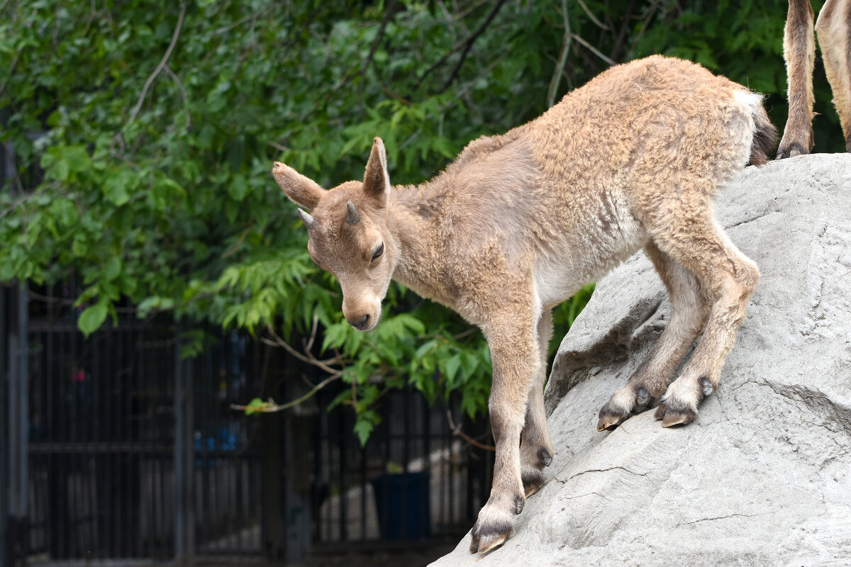 Московский Зоопарк. - Наташа *****