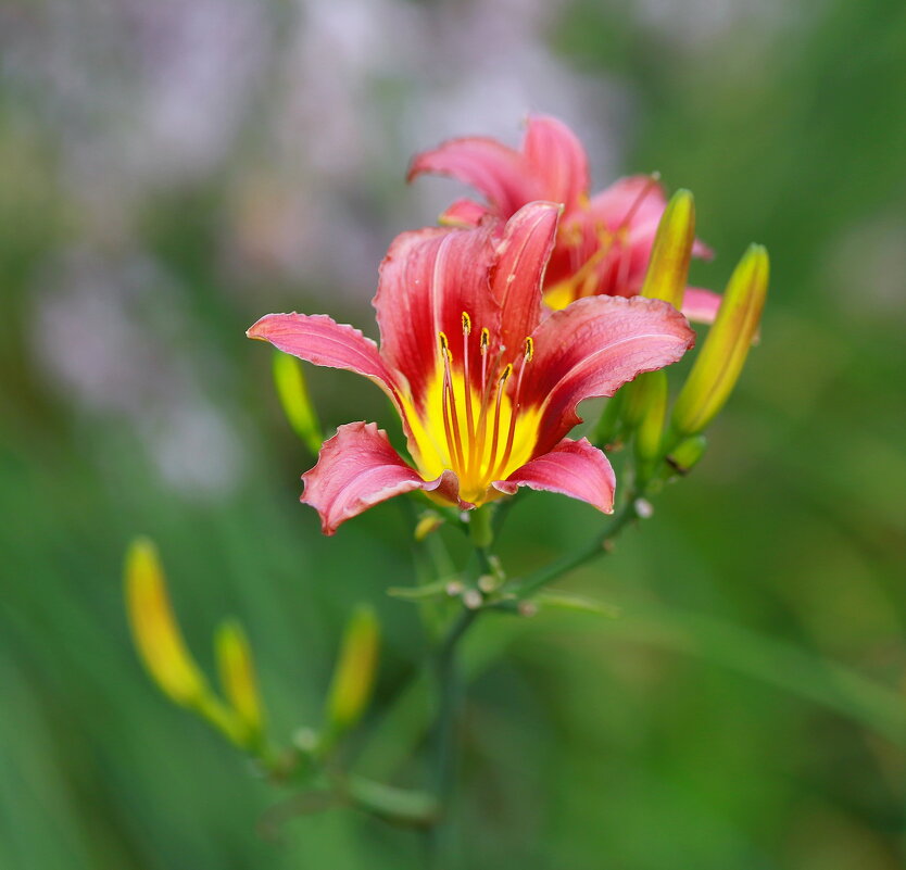 июль - Andrey Bragin 