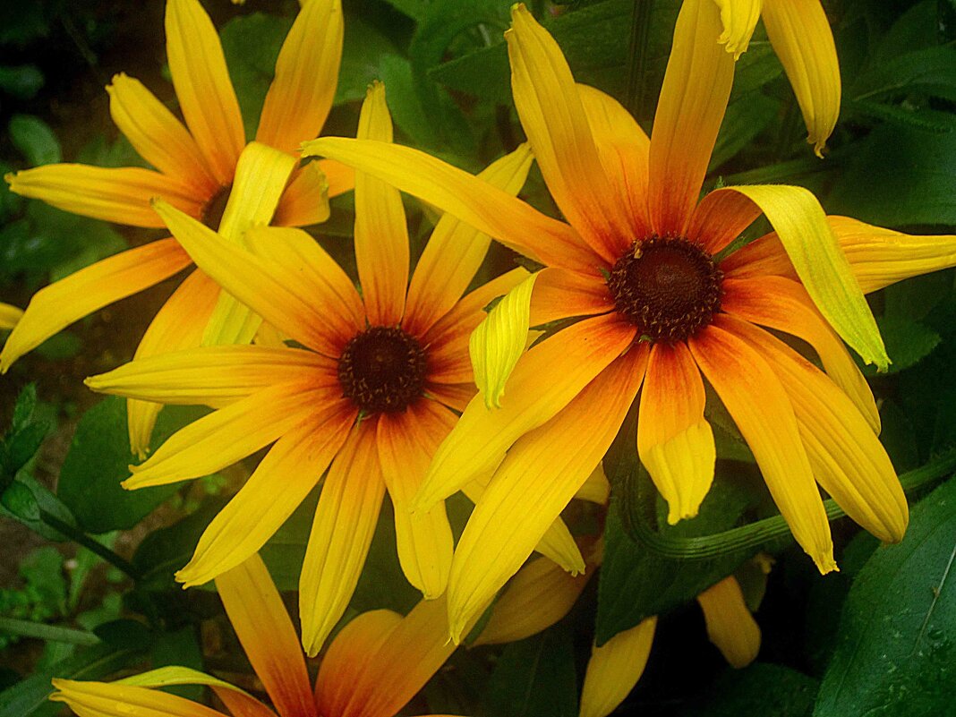 Солнечные - Елена Семигина