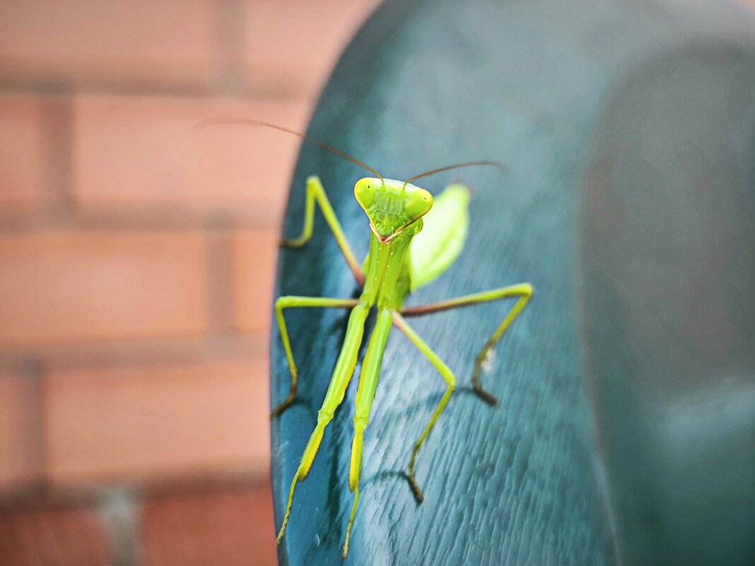 Богомол - Oksana Verkhoglyad