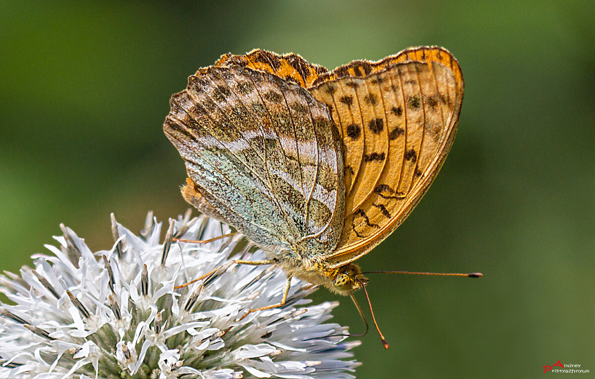 На цветке - Андрей Пристяжнюк На цветке - Андрей Пристяжнюк