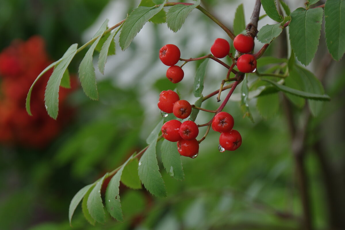 Рябина после дождя - Сергей Швечков Рябина после дождя - Сергей Швечков