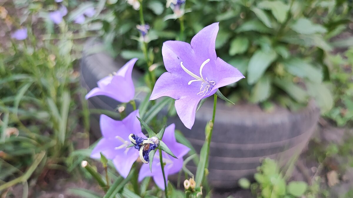 ,,, - Сергей Тимоновский