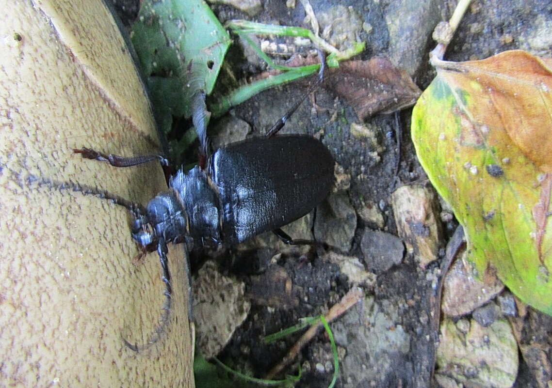 Жук-усач - Антонина Балабанова