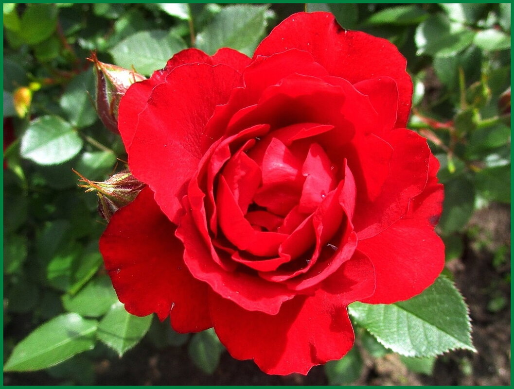 Алые розы - символ любви. - Ольга Довженко