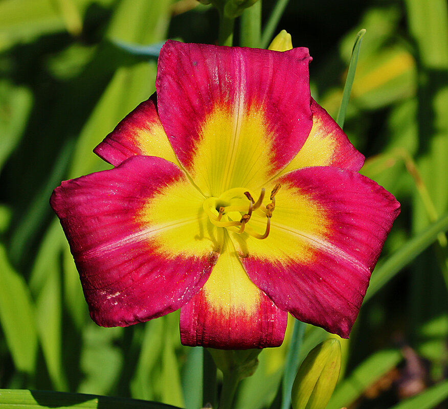 Лилейники бот сада МГУ - Светлана 