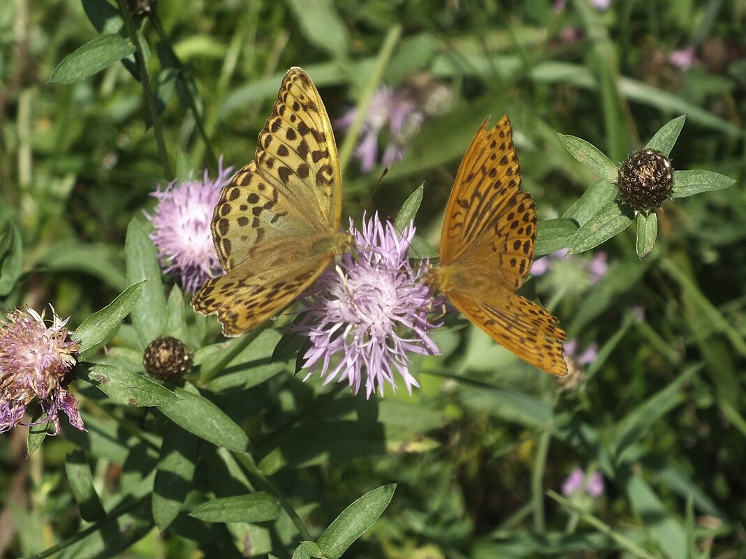 Перламутровка большая - Зоя Мишина Перламутровка большая - Зоя Мишина
