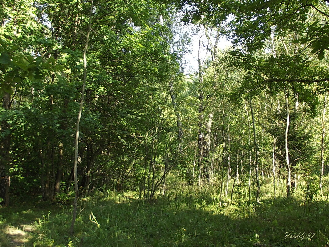 В лесу... - Freddy 97