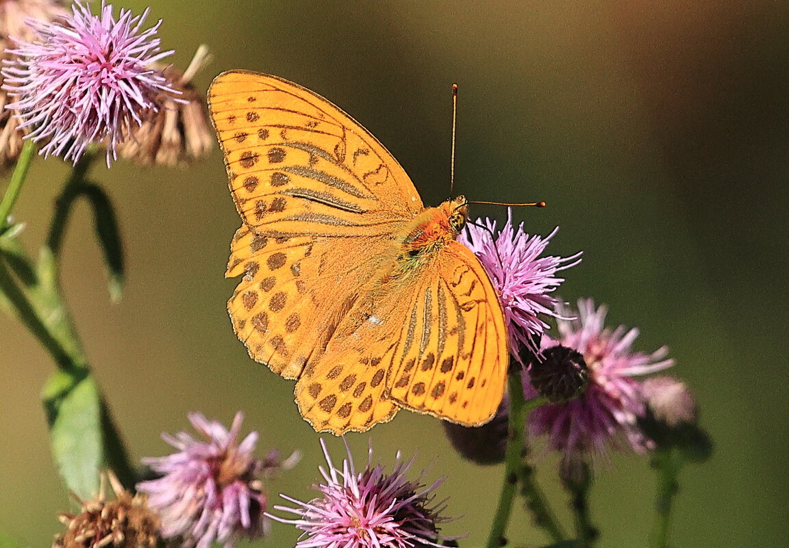 Спонтанный этюд - Владилен Панченко Спонтанный этюд - Владилен Панченко