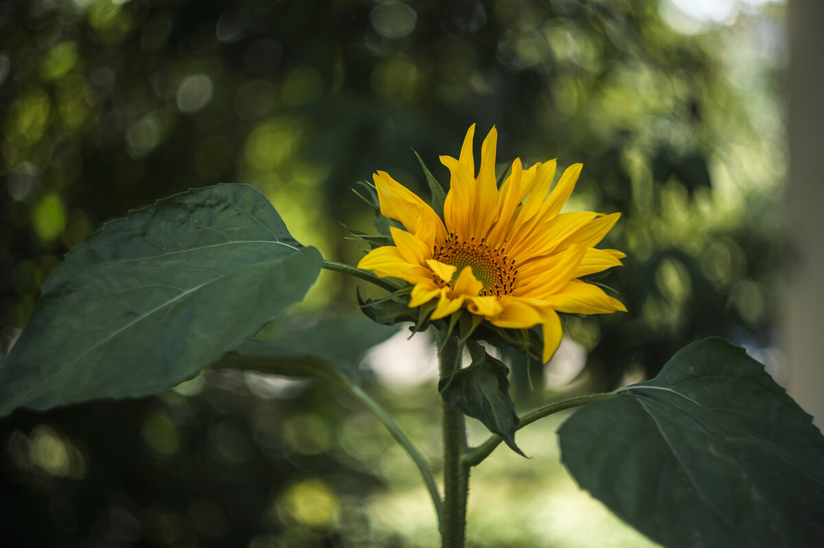 Подсолнечник однолетний. - Вадим Басов Подсолнечник однолетний. - Вадим Басов