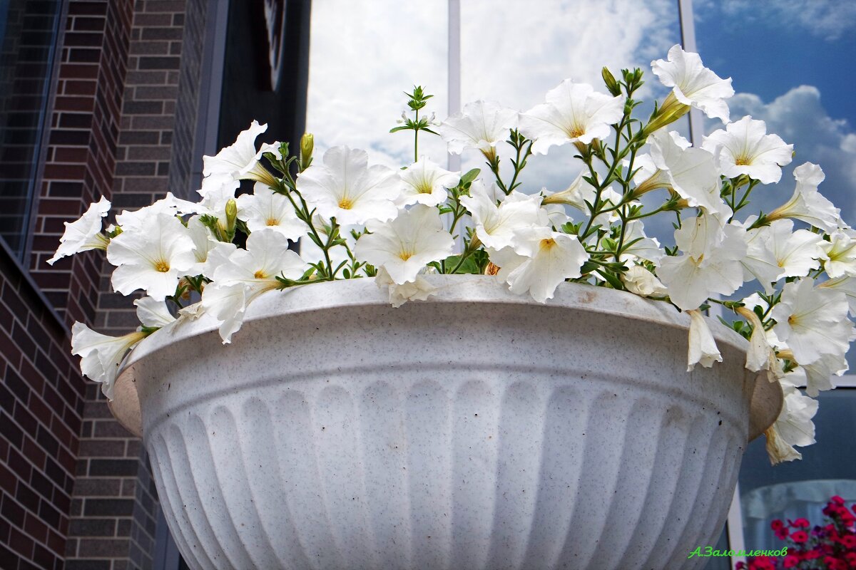 А в городе лето... - Андрей Заломленков