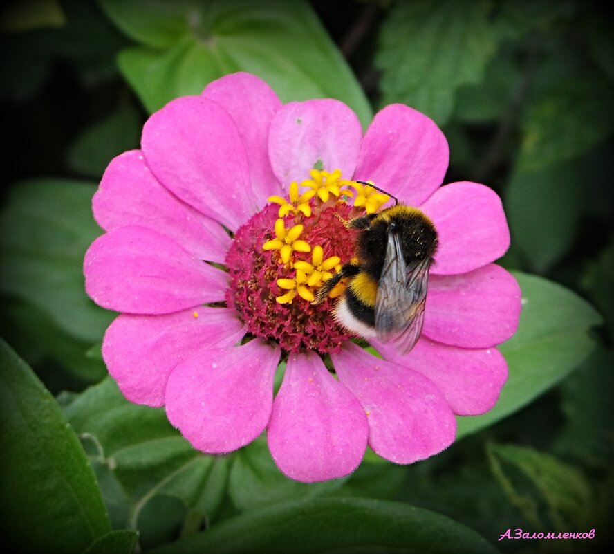Про дела шмелиные.... - Андрей Заломленков