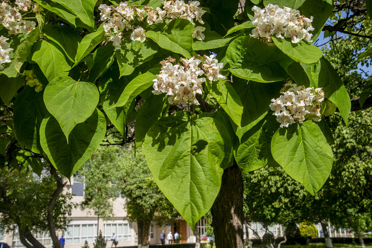 Катальпа - Анатолий Чикчирный