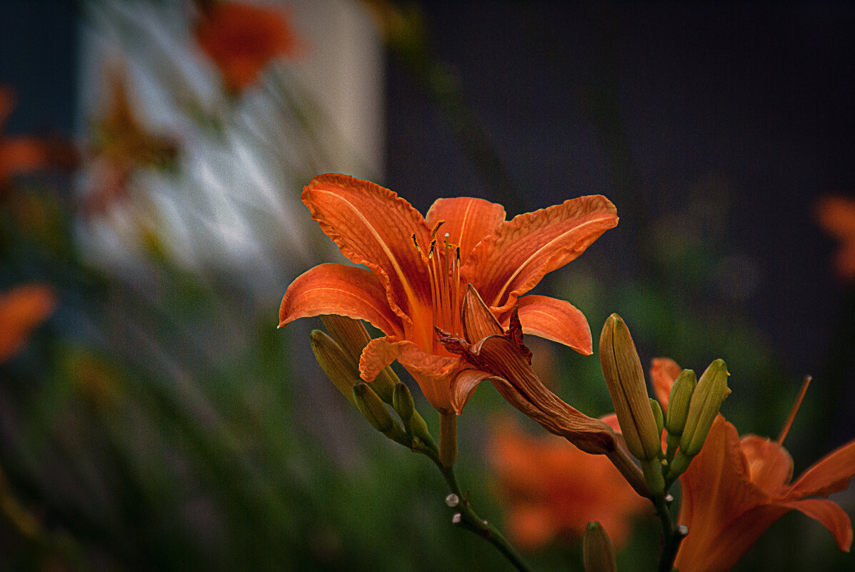 Этюд с лилиями - Владимир Кроливец