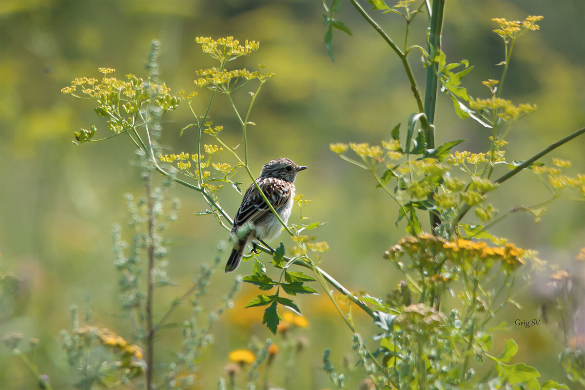 Луговой чекан - Светлана Григорьева