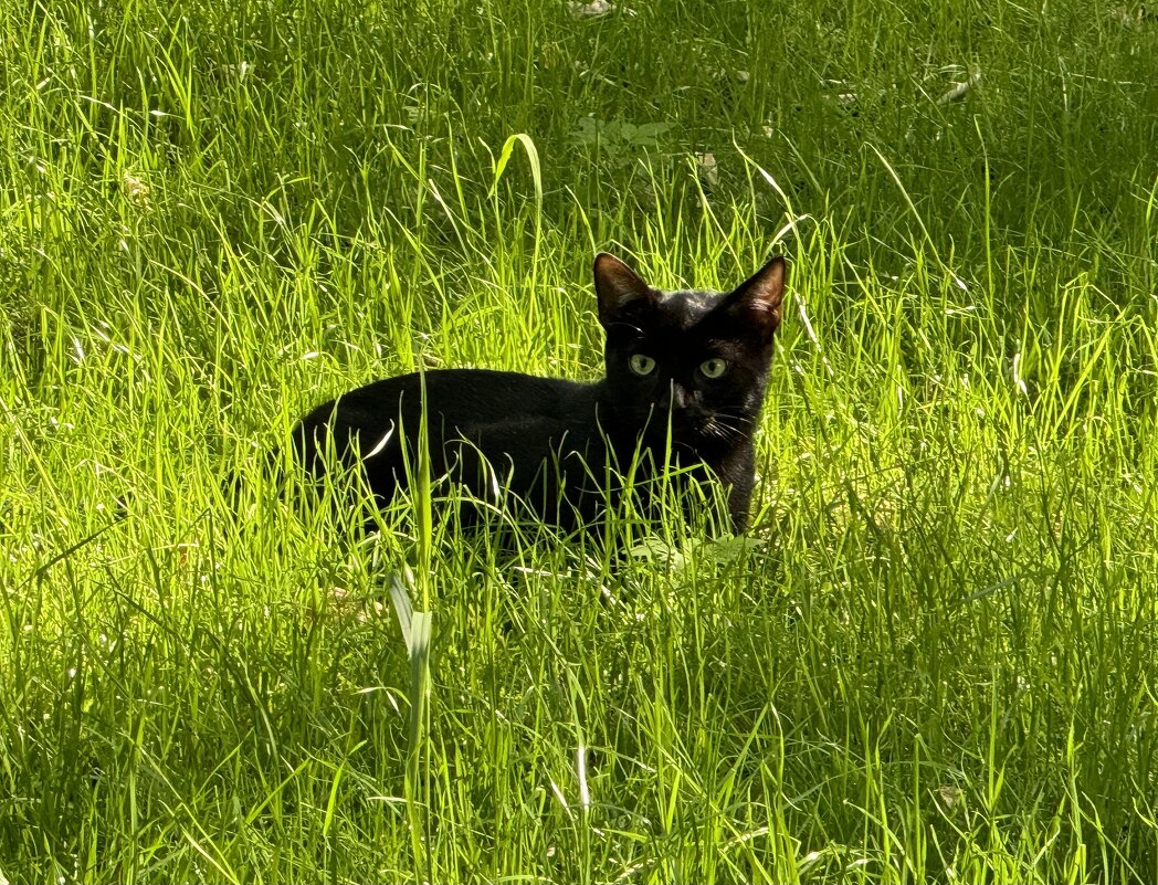 Не дикая красота  - Анна Камс