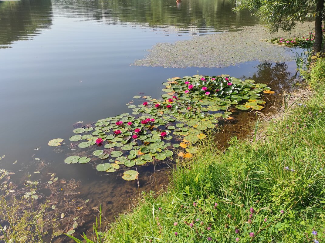 Летняя пора - Игорь Ч.