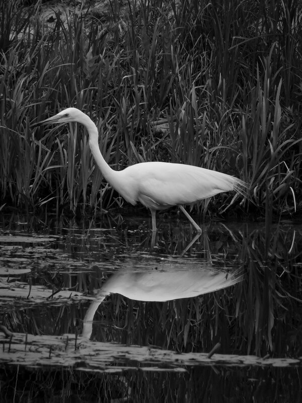Царица рек и озёр - Юлия Закопайло