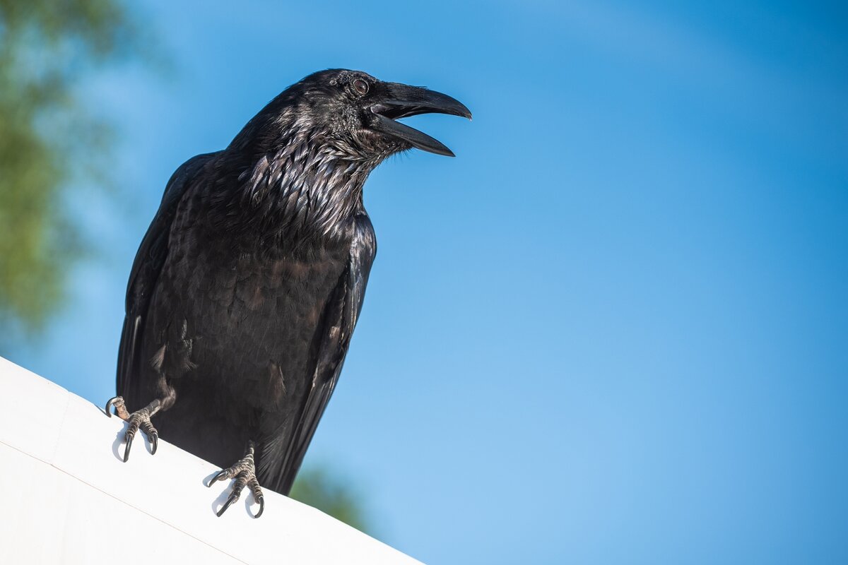 Домашний ворон Карстен. - Виктор Евстратов