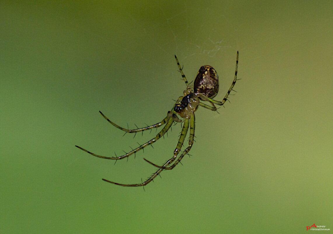 Versuchen Sie, auf Russisch zu schreiben. Vielleicht haben Sie es vergessen??? - Андрей Пристяжнюк