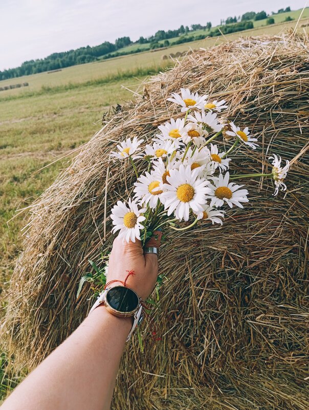 Лето, поле ромашек, светит солнце, поют птицы — какая прекрасная атмосфера! Как же здорово прогулять - Светлана Мишенёва